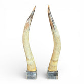 Pair of Large Vintage Steer Horns Mounted in Lucite Cube Bases 35' Tall