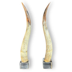 Pair of Large Vintage Steer Horns Mounted in Lucite Cube Bases 35' Tall